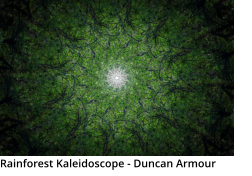 Rainforest Kaleidoscope - Duncan Armour