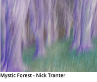 Mystic Forest - Nick Tranter