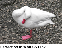 Perfection in White & Pink