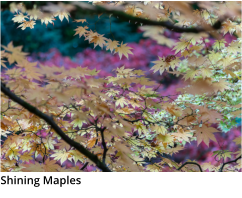 Shining Maples