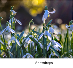 Snowdrops