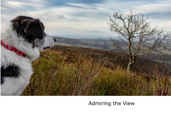 Admiring the View
