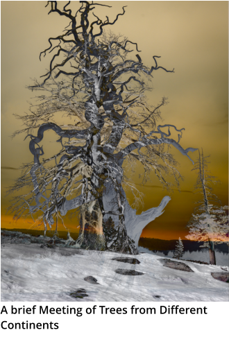 A brief Meeting of Trees from Different Continents
