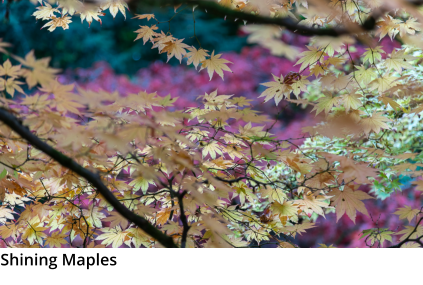 Shining Maples