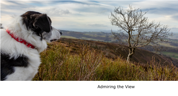 Admiring the View