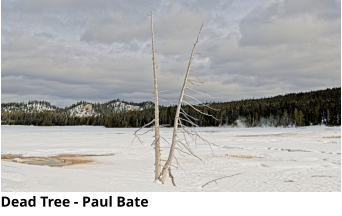 Dead Tree - Paul Bate
