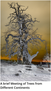 A brief Meeting of Trees from Different Continents